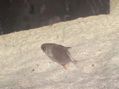 Trachinotus falcatus