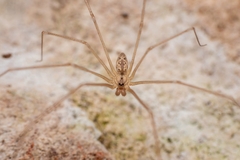 Holocnemus hispanicus