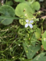 Moehringia muscosa
