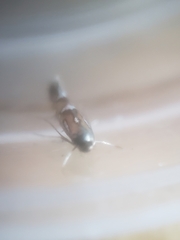 Phyllonorycter lautella