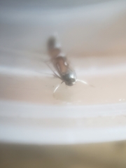 Phyllonorycter lautella