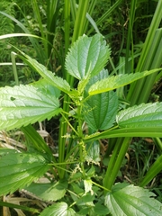 Urtica kioviensis