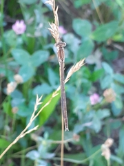 Sympecma fusca