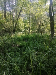 Urtica kioviensis