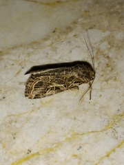 Spodoptera littoralis
