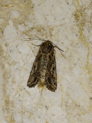 Spodoptera littoralis
