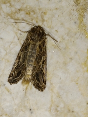 Spodoptera littoralis