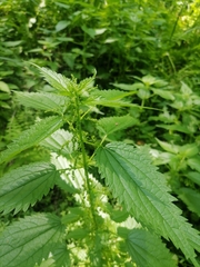 Urtica kioviensis