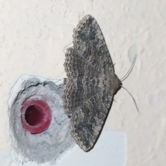 Pericyma albidentaria