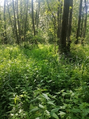 Urtica kioviensis