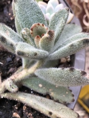 Kalanchoe tomentosa