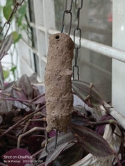 Phimenes flavopictus