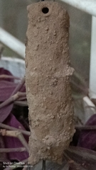 Phimenes flavopictus