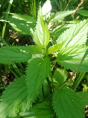 Urtica kioviensis