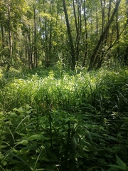 Urtica kioviensis