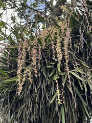 Epidendrum moritzii