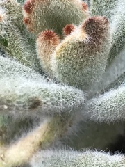 Kalanchoe tomentosa