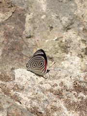Diaethria neglecta