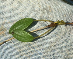 Potamogeton diversifolius