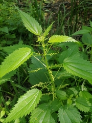 Urtica kioviensis