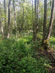 Urtica kioviensis