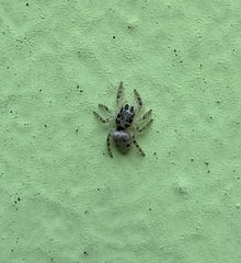 Salticus zebraneus