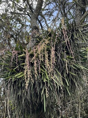 Epidendrum moritzii