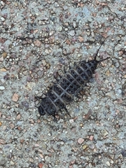 Cypherotylus californicus
