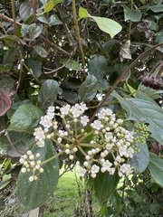 Viburnum tinoides