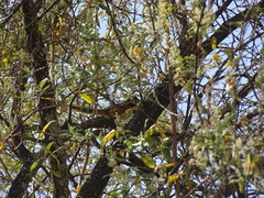 Pipilo maculatus macronyx