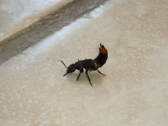 Platydracus incognitus