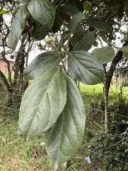 Viburnum tinoides