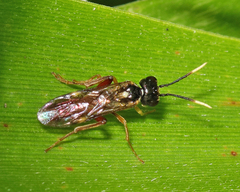 Taxonus terminalis