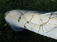 Potamogeton diversifolius