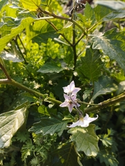 Solanum furcatum