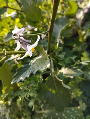 Solanum furcatum