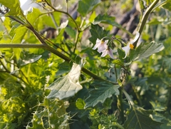 Solanum furcatum