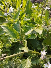 Solanum furcatum