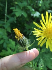Crepis pyrenaica