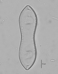 Surirella librile