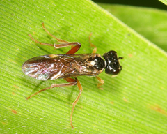 Taxonus terminalis