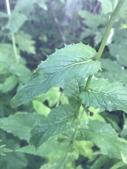 Crepis pyrenaica