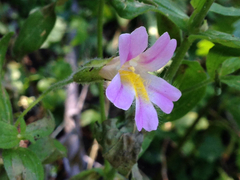 Erythranthe erubescens