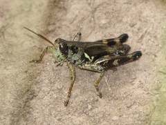 Melanoplus stupefactus