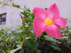 Mandevilla