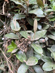 Miconia squamulosa