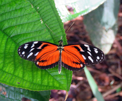 Heliconius ismenius