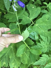 Campanula rhomboidalis