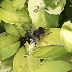 Eristalis tenax