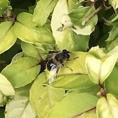 Eristalis tenax
